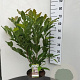 Magnolia soulangeana 60-80 cm 7,5L