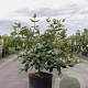 Viburnum burkwoodii 80-100 cm 12L