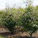 Viburnum henryi 80-100 cm 15L