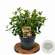 Viburnum tin. 'Eve Price' 30-40 cm 3,0L