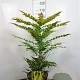 Mahonia media 'Winter Sun' 80-100 cm 12L kegel