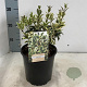 Osmanthus heter. 'Variegatus' 20-25 cm 2,0L