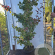Parrotia persica 125-150 cm 12L