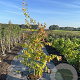 Parrotia persica 150-175 cm 12L