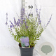 Perovskia 'Blue Spire' 30-40 cm 3,0L