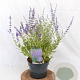 Perovskia 'Blue Spire' 30-40 cm 3,0L