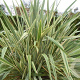 Phormium 'Golden Ray' 40-60 cm 7,5L
