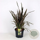 Phormium 'Pink Stripe' A kwaliteit 12L