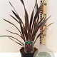 Phormium 'Pink Stripe' A kwaliteit 12L