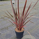 Phormium 'Sundowner' A kwaliteit 12L