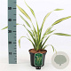 Phormium 'Yellow Wave' 40-60 cm 7,5L