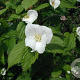 Rhodotypos scandens GM 1.5