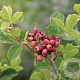 Rhus aromatica 150-175 cm 35L solitair