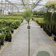 Salix integra 'Hakuro-nishiki' 100 cm stam 4,0L