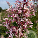 Syringa microphylla 'Superba' 80-100 cm 12L kegel