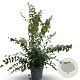 Syringa microphylla 'Superba' 100-125 cm 12L