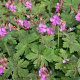Geranium macr. 'Bevan's Variety' GM P9