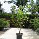 Tetradium daniellii 100-125 cm 20L breed 100 cm stam