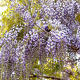 Wisteria flor. 'Burford' 200-225 cm cont. 160L solitair