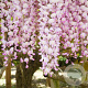 Wisteria flor. 'Kuchi-beni' 200-225 cm cont. 160L solitair