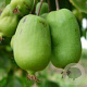 Actinidia a. 'Jumbo' 70 cm 2,0L