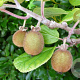 Actinidia deliciosa 'Solo' 80-100 cm 2,5L