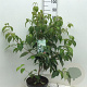 Cornus kousa chinensis 60-80 cm 7,5L