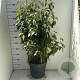 Cornus kousa chinensis 100-125 cm 12L