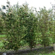 Cornus kousa chinensis 250-300 cm 25L