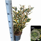 Elaeagnus ebb. 'Gilt Edge' 40-60 cm 5,0L