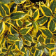 Elaeagnus ebb. 'Gilt Edge' 60-80 cm 5,0L