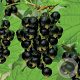 Ribes nigr. 'Titania' 80-100 cm 7,5L 3-4 tak najaarspotting