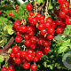 Ribes rubrum (red) 60-80 cm 5,0L 3-5 tak