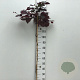 Cercis can. 'Ruby Falls' 120 cm stam 10L