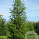 Sequoia sempervirens 40-60 cm 2,0L