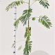 Albizia julibrissin 125-150 cm 3,5L