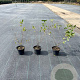 Amelanchier lamarckii 40-60 cm 5,0L