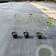 Amelanchier lamarckii 40-60 cm 5,0L