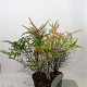 Berberis thunbergii 60-80 cm 7,5L