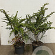 Berberis thunbergii 60-80 cm 7,5L