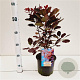 Cotinus cog. 'Royal Purple' 40-50 cm 3,0L