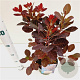 Cotinus cog. 'Royal Purple' 40-50 cm 3,0L