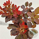 Cotinus cog. 'Royal Purple' 40-50 cm 3,0L