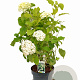 Hydrangea a. 'Annabelle' 40-60 cm 5,0L