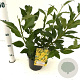 Forsythia int. 'Lynwood' 40-50 cm 2,5L