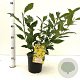Forsythia int. 'Lynwood' 40-50 cm 2,5L