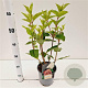 Hydrangea pan. 'Phantom' 30-40 cm 2,5L