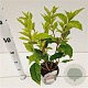 Hydrangea pan. 'Phantom' 30-40 cm 2,5L