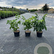 Juglans regia 40-60 cm 5,0L