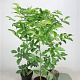 Juglans regia 80-100 cm 5,0L